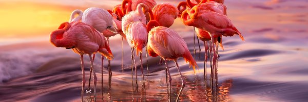 Wschód Słońca, Morze, Flamingi