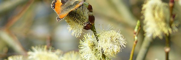 Rusałka pokrzwnik, Wierzby, Gałązki, Motyl