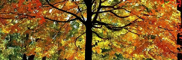 Drzewo, Jesień