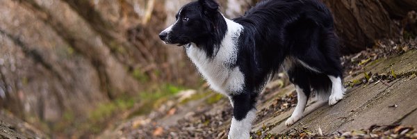 Strumyk, Border collie, Pies, Koryto