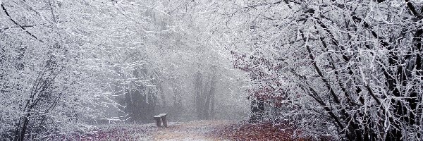 Ławka, Park