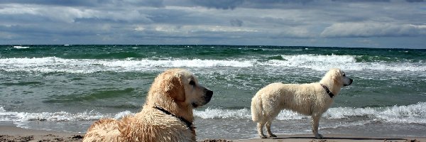 Morze, Golden Retriever, Na, Psy, Dwa, Plaża, Straży