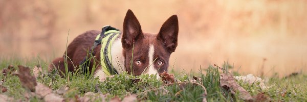 Pies, Łąka, Border collie, Liście, Trawa