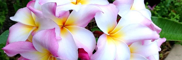 Plumeria, Kwiaty