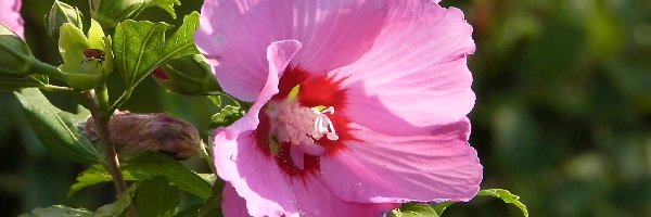Liście, Hibiskus, Liliowy