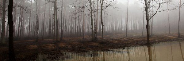 Las, Mgła, Bagno, Bezlistny