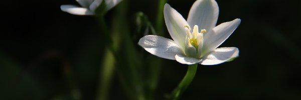 Wiosenny, Kwiat, Biały