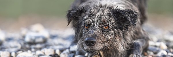 Kamienie
, Border collie, Pies