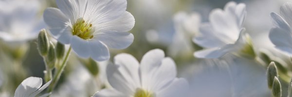 Kwiaty, Białe, Rogownica