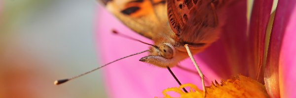 Rusałka Osetnik, Makro, Oko, Motyl