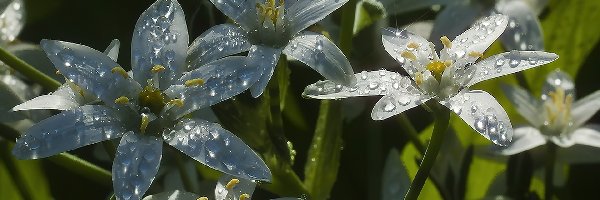 Krople, Białe, Kwiaty, Rosy, Późny, Wielosił