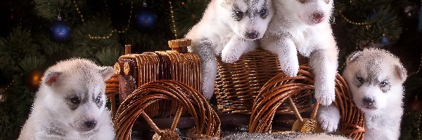 Wózek, Szczeniaki, Siberian Husky