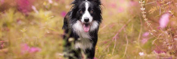 Kwiaty, Łąka, Border collie