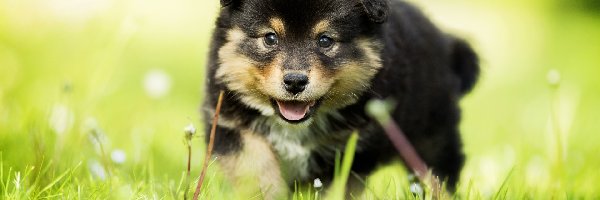 Trawa, Szczeniaczek, Fiński lapphund