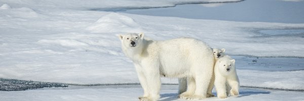 Polarne, Niedżwiedzie