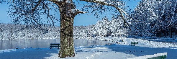 Park, Drzewa, Staw, Zima, Ławeczki