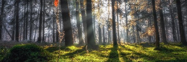 Las, Poranek, Drzewa, Roślina, Przebijające światło