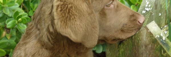 Szczeniak, Chesapeake Bay retriever