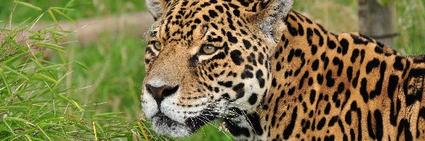 Jaguary, Kot, Dziki, Rośliny, Zwierze