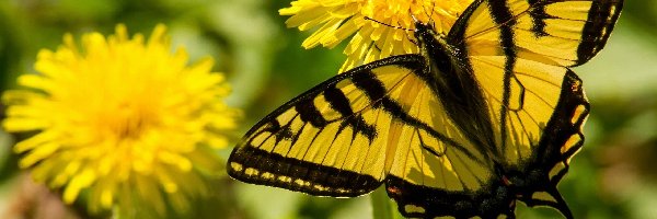 Motyl, Mniszek pospolity, Kwiaty, Żółty