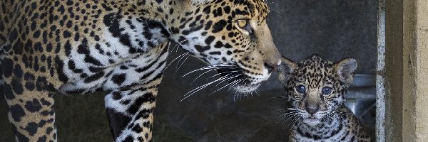 Jaguary, Koty, Dzikie, Młody, Matka