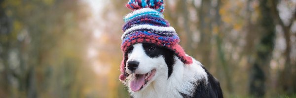 Border collie, Czapeczka, Szczeniak, Łąka