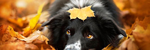 Liście, Jesień, Pies