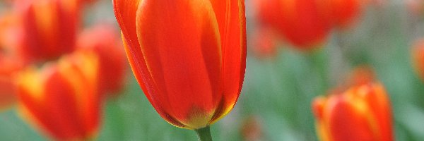 Tulipan, Kwiat, Przyroda