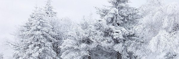 Drzewa, Szron, Śnieg
