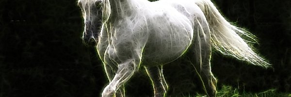 Koń, Fractalius, Trawa, Biały