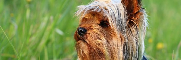 Zapatrzony, Terrier, Yorkshire, Trawa, Łąka