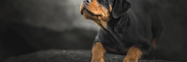 Mordka
, Rottweiler, Szczeniak