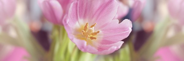 Tulipany, Różowe