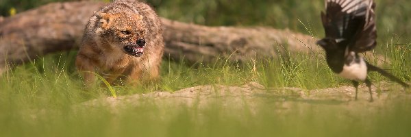 Trawa, Polowanie, Łąka, Konar, Ptak, Szakal