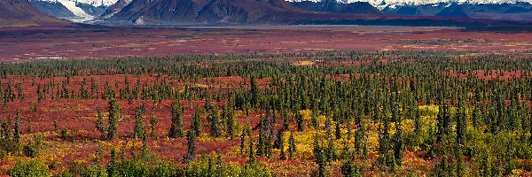 Równina, Alaska, Świerki, Góry