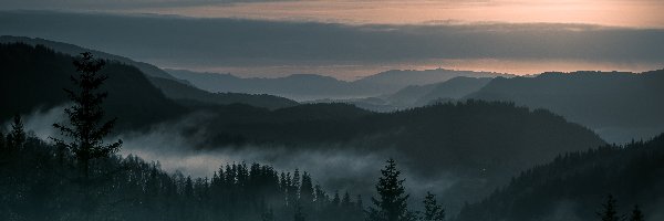 Wzgórza, Las