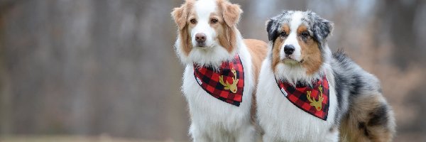 Dwa, Łąka, Owczarki australijskie, Liście, Trawa