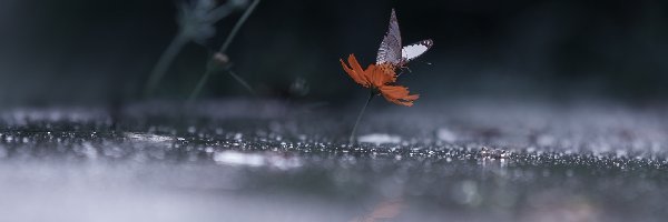 Kwiatek, Motyl, Biały