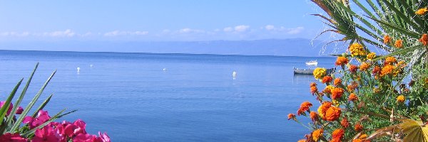 Ohrid, Kwiaty, Albania, Jezioro