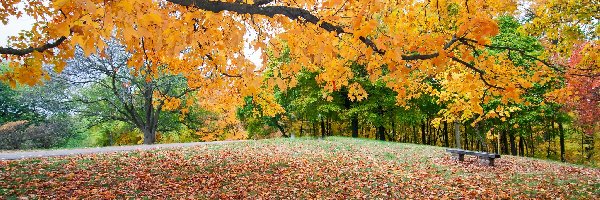 Ławeczka, Park, Jesień