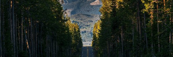 Szczyt Grand Teton, Góry, Park Narodowy Yellowstone, Stan Wyoming, Stany Zjednoczone, Ptak, Las, Grand Teton, Droga South Entrance Road