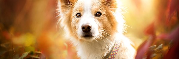 Liście, Obroża, Border collie