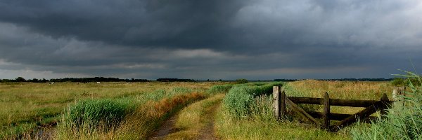 Łąka, Zagroda, Krowy, Chmury, Droga