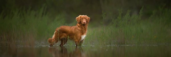 Retriever z Nowej Szkocji, Zarośla, Woda, Pies