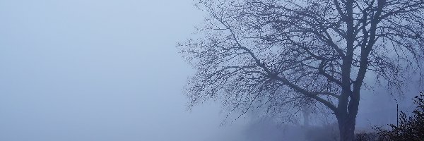 Mgła, Drzewo