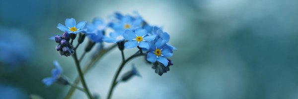 Kwiaty, Niebieskie, Niezapominajki