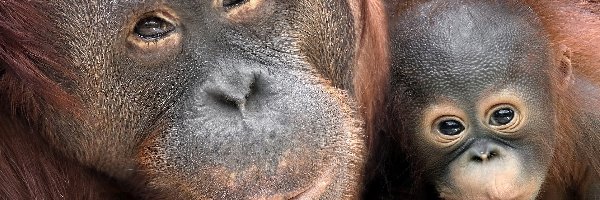 Młode, Orangutan