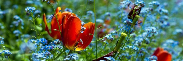 Niezapominajki, Tulipany