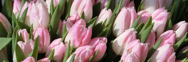 Tulipany, Bladoróżowe