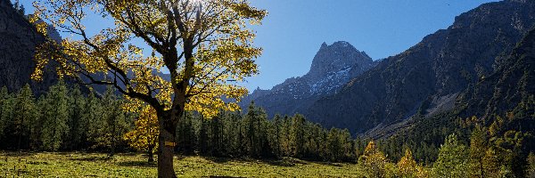 Droga, Drzewo, Wschód słońca, Austria, Góry Tyrol